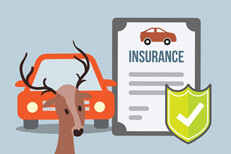 Car insurance policy and car with deer in front concept for insurance coverage for impact with a deer or other animal